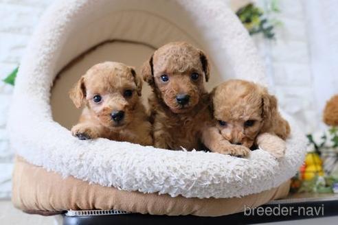 成約済の滋賀県のトイプードル-145279の4枚目